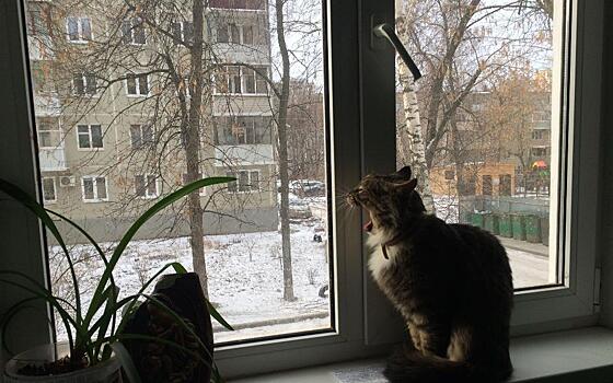 Пять рязанских животных с владельцами отправились в зарубежные страны