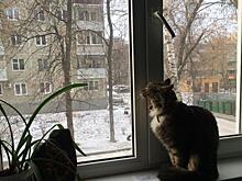 Пять рязанских животных с владельцами отправились в зарубежные страны
