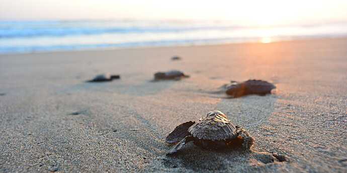 Ночные купания на пляжах Турции запретили из-за краснокнижных черепах
