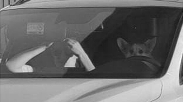 Стало известно, как пес корги мог оказаться за рулем авто