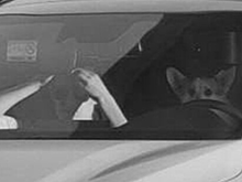 Стало известно, как пес корги мог оказаться за рулем авто