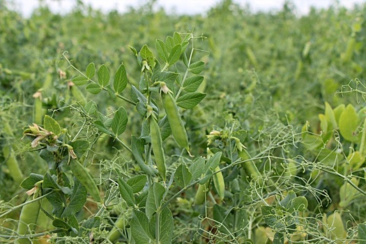 На Алтае вывели сорт гороха с неограниченным ростом