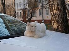Видео про таксиста и его кота-напарника набирает популярность в Сети