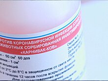 Вакцинация кошек и собак от коронавируса началась в Кировской области