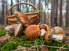 В лесу исчезла женщина с ведром