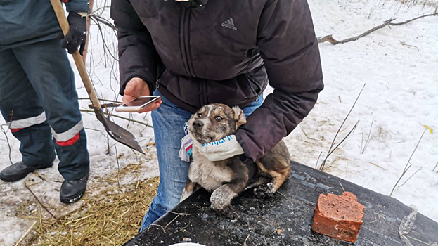 В Саратове спасатели помогли щенку с травмами лап выбраться из-под бетонной плиты
