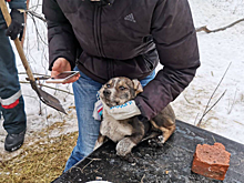 В Саратове спасатели помогли щенку с травмами лап выбраться из-под бетонной плиты