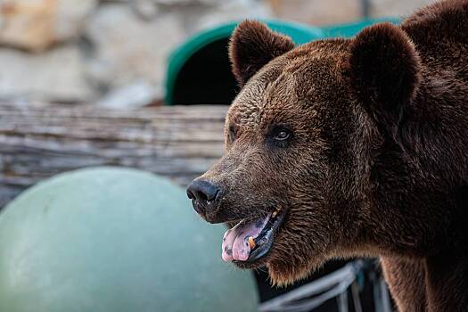 Медведя заметили за поеданием содержимого мусорных баков