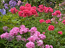 Самые узнаваемые флоксы: подборка сортов с фото