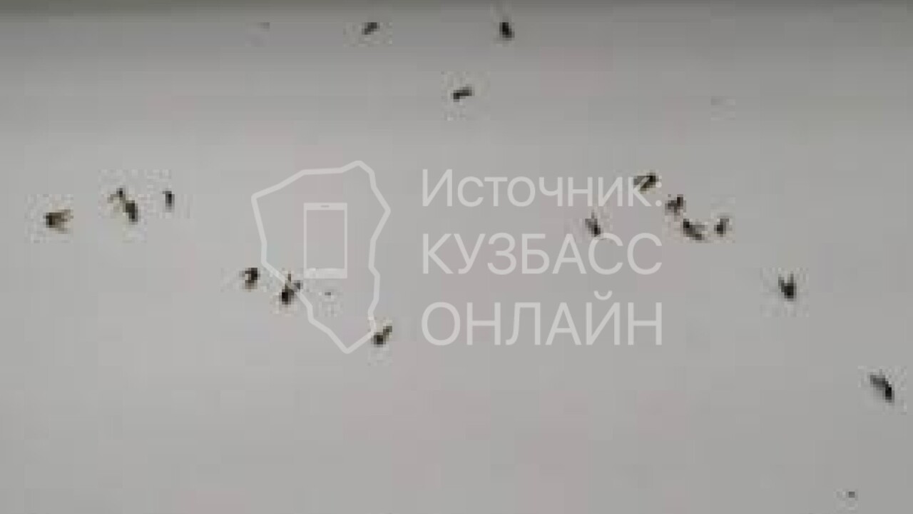 Канализационные мухи появились в квартире жителей кузбасской пятиэтажки -  Рамблер/женский