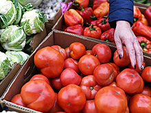 Российские помидоры оказались вне конкуренции