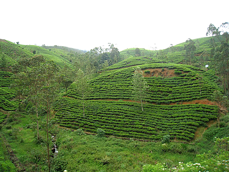 Заглавное изображение Чайные плантации