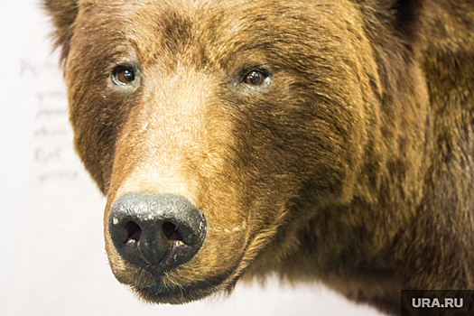 В ХМАО пострадавший от нападения медведя обошелся легкими травмами