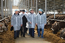 Молочный комплекс на 800 голов ввели в эксплуатацию в городском округе Воротынский Нижегородской области