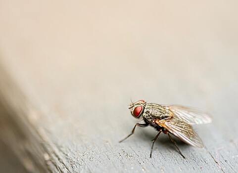 Способ избавления от мух с помощью монетки удивил интернет