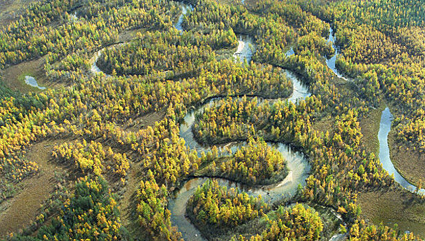 Темнохвойные леса Сибири могут исчезнуть