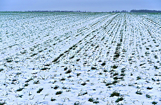 Майская погода не радует фермеров