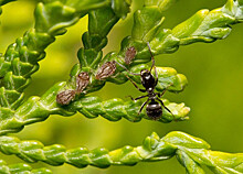 Ученые доказали, что муравьи лечат своих собратьев, не заражаясь от них