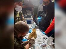 Боец Линза снова в строю: военные врачи провели сложнейшую операцию беременной кошке