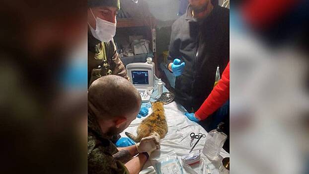 Боец Линза снова в строю: военные врачи провели сложнейшую операцию беременной кошке