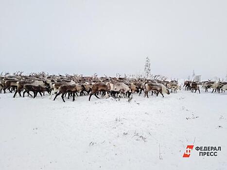 На Ямале стало больше лосей и диких северных оленей