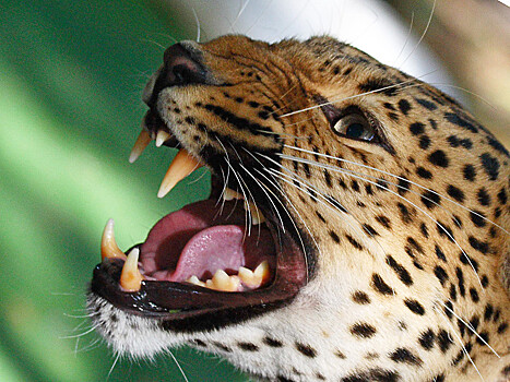 Прокуратура проверяет нападение леопарда на двухлетнего ребенка в зоопарке под Уссурийском