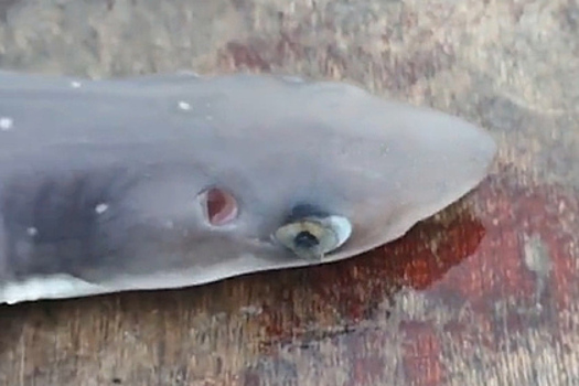 Российские рыбаки выловили необычную акулу в Сочи