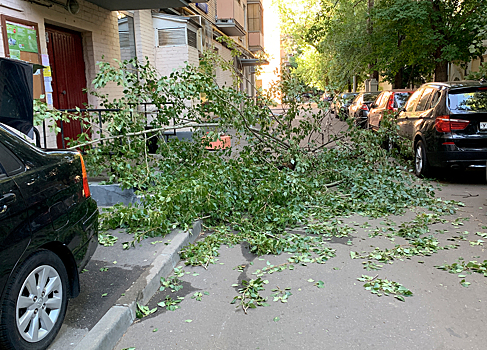 В Москве рассказали об убытках от ураганного ветра