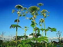 В «Единой России» поддержали законопроект о штрафах за нескошенный борщевик