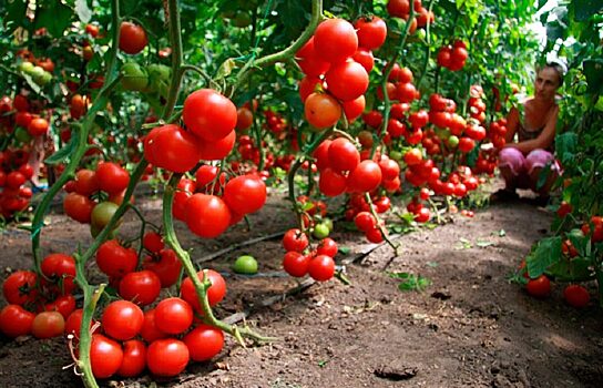 В Курганской области томаты выращивают без химикатов