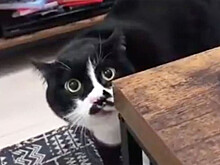 Кот принес хозяйке наркотики
