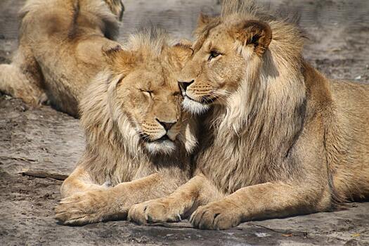 Два льва скончались от COVID в зоопарке Японии