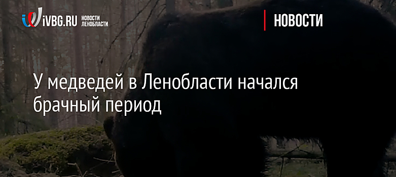 У медведей в Ленобласти начался брачный период