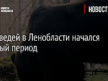У медведей в Ленобласти начался брачный период