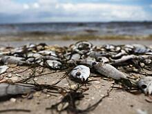 Аналитик: 70% рыбы в России - подделка