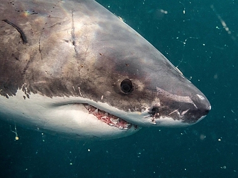 К берегам России на Дальнем Востоке припыли акулы-людоеды