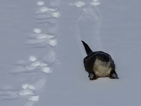 Следы выдры на снегу. Выдры катаются с горки. Выдра катается на горке. Баргузинский заповедник речная выдра. Выдра катается с горы.