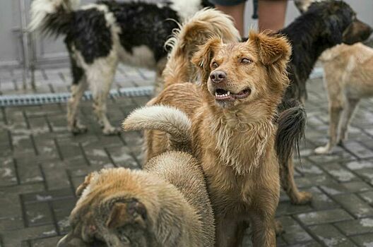 По закону о животных предложили защитить людей