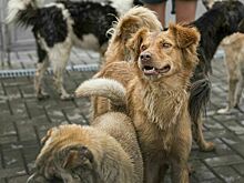 По закону о животных предложили защитить людей