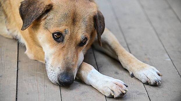 Собака спасла шестерых бойцов СВО от атаки ВСУ ценой своей жизни