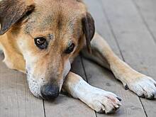 Собака спасла шестерых бойцов СВО от атаки ВСУ ценой своей жизни