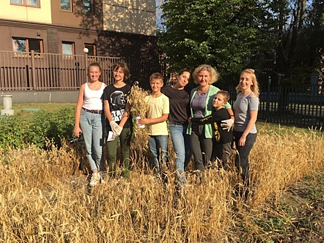 Школьники Сокольников собрали первый урожай пшеницы и картошки