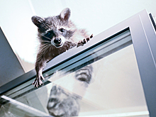 Отчаявшийся проникнуть в алкомаркет енот ворвался в студию боевых искусств