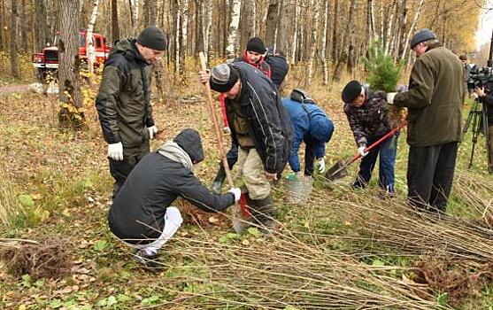 Курский лесхзоз раздаёт дубы и клёны всем желающим