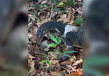Варан попытался заживо проглотить черепаху: видео