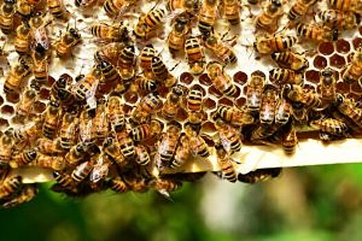 На северо-востоке столицы заработает первый интерактивный музей пчеловодства
