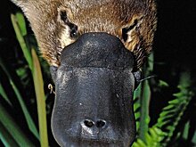 Молоко утконосов поможет бороться с "супербактериями" − ученые