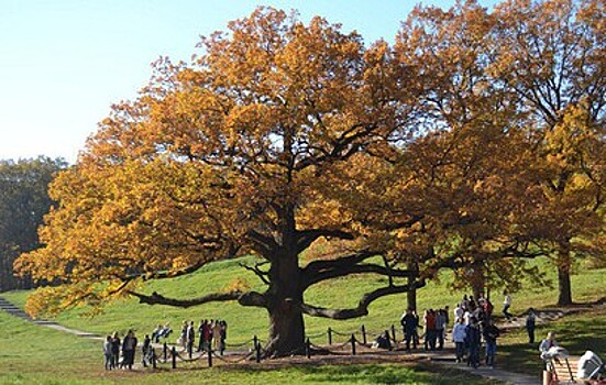 Белгородский дуб может стать главным деревом Европы