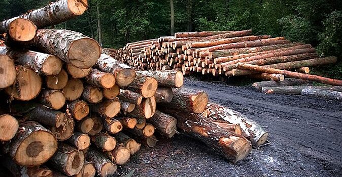 Кудрин оценил ежегодный ущерб российским лесам в 11-12 млрд рублей