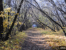 Жители Чебаркуля потребовали отменить продажу земель памятника природы «Крутик»